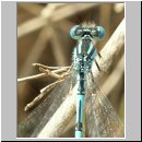 Cercion lindenii - Pokal-Azurjungfer m03.jpg